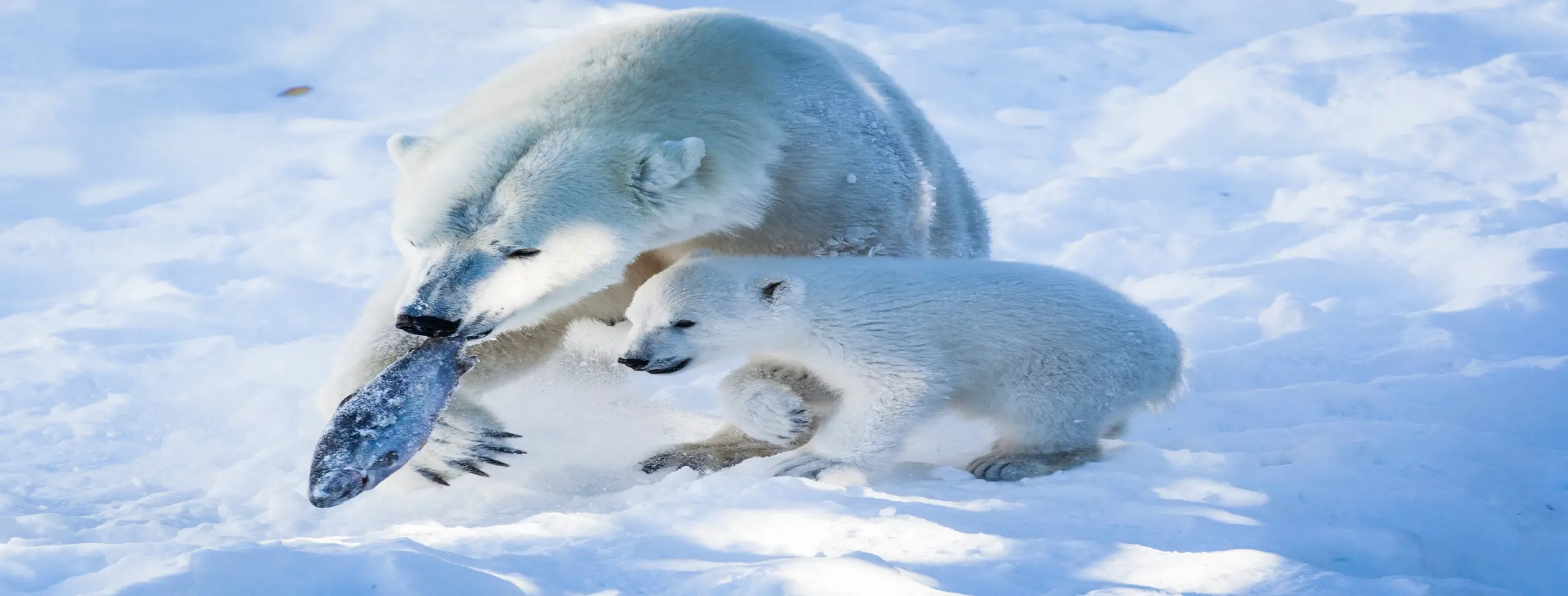 Image for Arctic Wildlife Safaris
